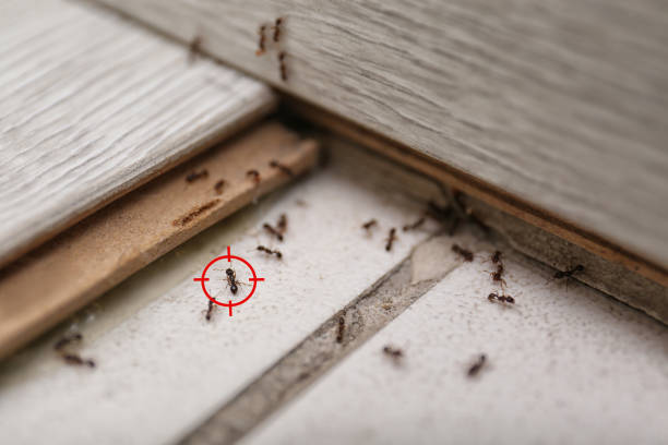 Best Pest Removal Services  in Salem, IN