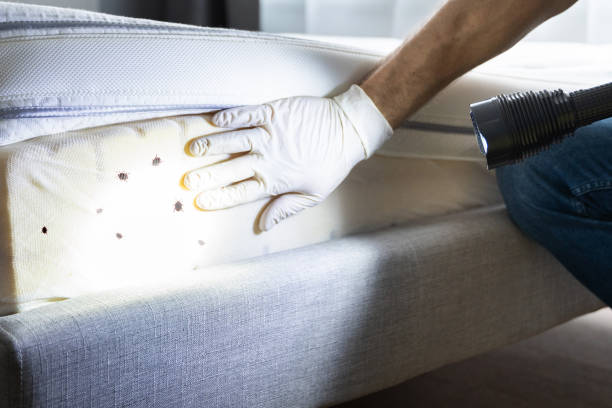 Best Emergency Pest Control  in Salem, IN