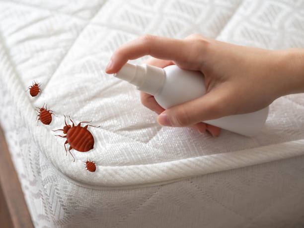 Best Local Pest Control Services  in Salem, IN