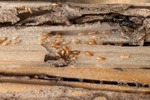 Best Best Pest Control Companies  in Salem, IN